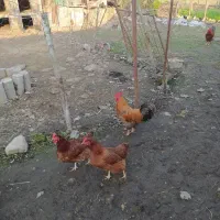 فوری یک عدد خروس