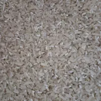 نیم دانه فجر سوزنی