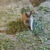 خرگوش ماده