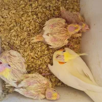 عروس هلندی مولد