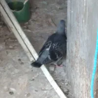 کبوترپلاکی وجوجه|پرنده|ایذه, |دیوار