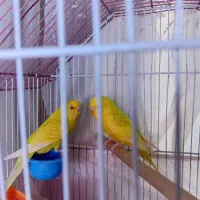 مرغ عشق|پرنده|هشتگرد, شهرک گلها|دیوار