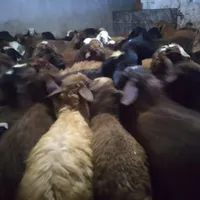 بره نر برای عید قربان در هر وزنی موجود|حیوانات مزرعه|صحنه, |دیوار