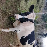 گاو دورگ شیری