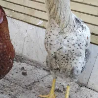 خروس|حیوانات مزرعه|فلاورجان, |دیوار