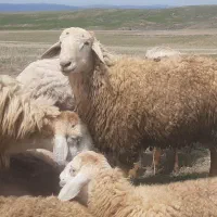 قوشدوخ توغلی نژاد فومن