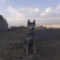 سگ هاسکی  سیبرین