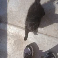 پامرین|سگ|قزوین, |دیوار