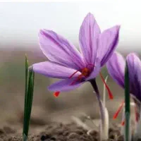 گل فروشی عیار بالا  کیلو ۱۳۶۰