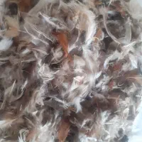 پر مرغ برای بالش