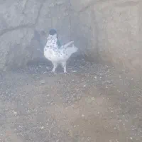 کبوتر یال افشون