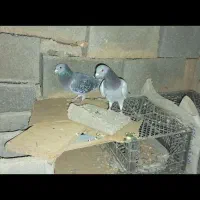 کبوتر پلاکی