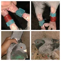 یک مگس مسافتی با دوکت طاووسی