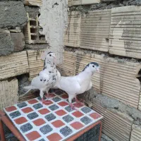کبوتر دمگیر رنگی