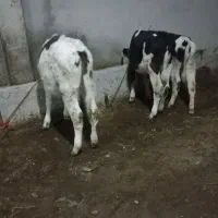 ۷ راس گاو جوان|حیوانات مزرعه|ویلکیج, |دیوار