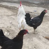مرغ تخمی دوعدد ویک خروس