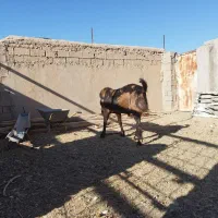 بز پاکستانی|حیوانات مزرعه|خواف, |دیوار