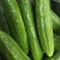 خیارولوبیا