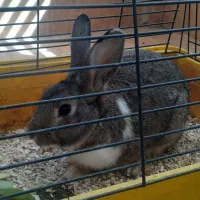 خرگوش یکساله