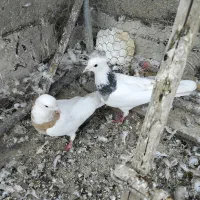 فروشی|پرنده|همدان, |دیوار