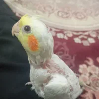 عروس هلندی|پرنده|بیرجند, |دیوار