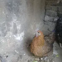 مرغ رسمی|حیوانات مزرعه|ری, حمزه‌آباد|دیوار