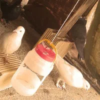 کبوتر|پرنده|سرپل ذهاب, |دیوار