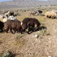 میش داشتی بز
