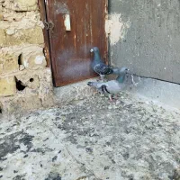 فروش کفتر پولکی|پرنده|تربت‌حیدریه, باغ ملی|دیوار
