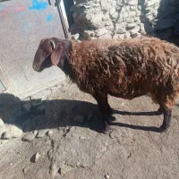 بره نر سالم به شرط هم برای قصابی وهم برای نگهداری
