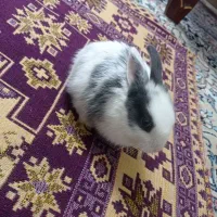 خرگوش لپ|موش و خرگوش|تهران, دولاب|دیوار