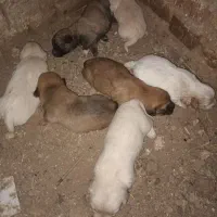 توله پاکوتاه گوش تیز