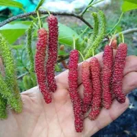 فروش عمده و جرئی انواع نهال میوه|خدمات باغبانی و درختکاری|کرج, برغان|دیوار