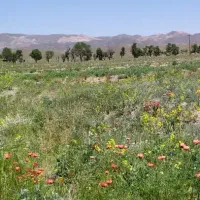 منزل-تا800