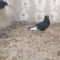 سینه ده پر|پرنده|کوهنجان, |دیوار