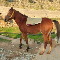 سلام مادیان فروشی گتوند