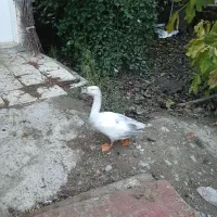 قاز نر دوعدد