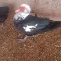 اردک اسرائیلی