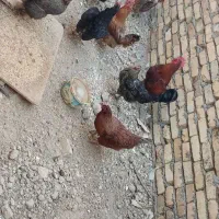 مرغ و خروس محلی
