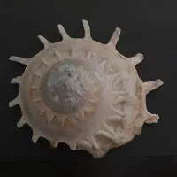 صدف|مجسمه، تندیس، ماکت|زاهدان, |دیوار