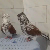 کبوتر گرگی و سرخ خال قدیم|پرنده|خان ببین, |دیوار