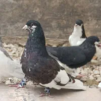 تعدادی کبوتر شهری