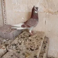 سلام کبوترای پرشی فروشی|پرنده|کرج, شهرک بنفشه|دیوار