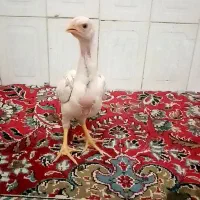 جوجه لاری|حیوانات مزرعه|شیراز, کوشک میدان|دیوار