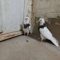 جفت طوقی|پرنده|لامرد, |دیوار