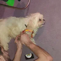 واگذاری شیتزوفلت|سگ|نوشهر, |دیوار