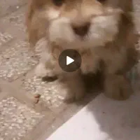 سگ نر 6ماه|سگ|تربت جام, پاسداران|دیوار