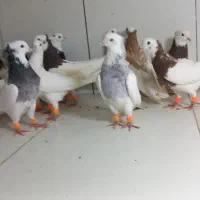 کبوتر طوقی دسته ۲۰تایی