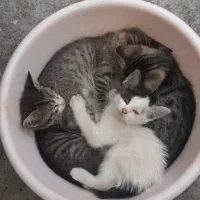 بچه گربه دوماهه دستی و آروم