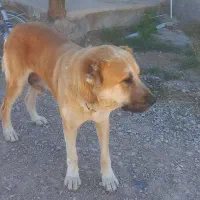 سگ نگهبان